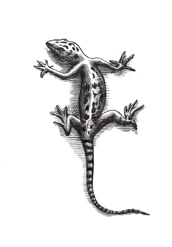 Lizard